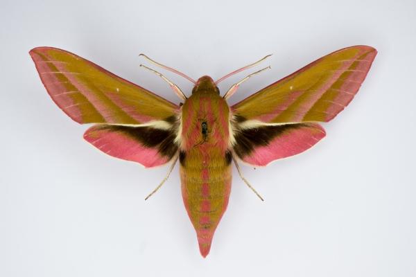 pic 5 moth specimen photo for paper moth decoration
