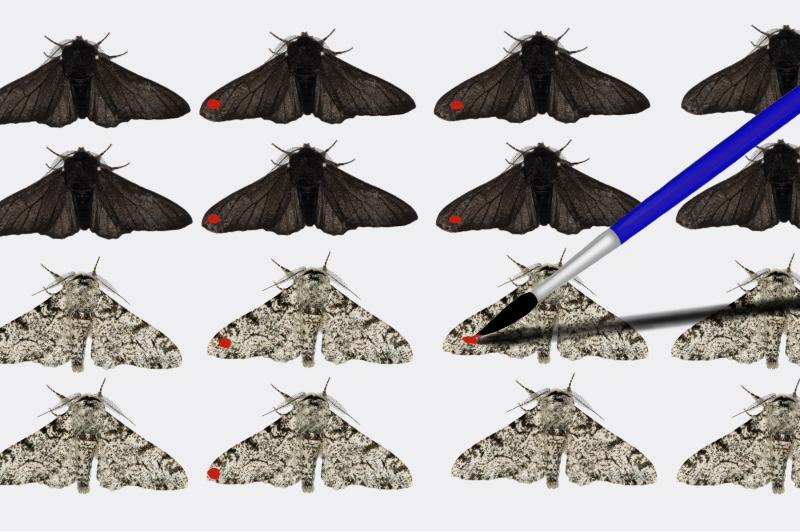 A paintbrush adding red marks to peppered moths
