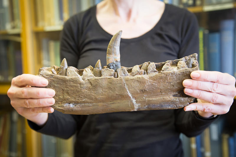 Palaeontologist holding fossil Megalosaurus jawbone, with bookshelves in the background