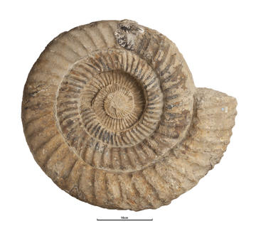 Fossil of the ammonite Perisphinctes bullingdonensis with dimension in centimetres